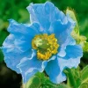 Himalayan Blue Poppy Seeds - Meconopsis Perennial Flowering Seeds - 200 Seeds - Image 1