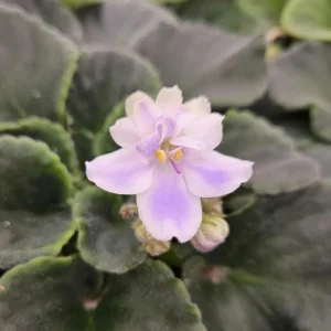 Hiroshige African Violet Live Plant - Blooming Indoor Houseplant - 4 Inch Pot - Image 1