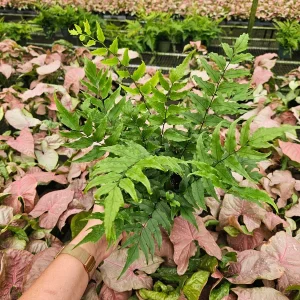 Holly Fern Live Plant - Dwarf Fortune Cyrtomium, 6 Inch Pot, Indoor/Outdoor - Image 2