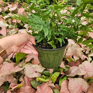 Holly Fern Live Plant - Dwarf Fortune Cyrtomium, 6 Inch Pot, Indoor/Outdoor - Image 3