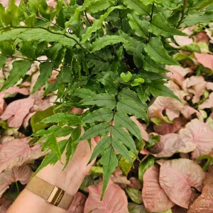 Holly Fern Live Plant - Dwarf Fortune Cyrtomium, 6 Inch Pot, Indoor/Outdoor - Image 4