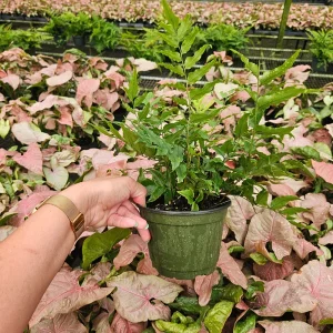 Holly Fern Live Plant - Dwarf Fortune Cyrtomium, 6 Inch Pot, Indoor/Outdoor - Image 5