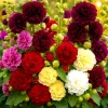 Hollyhock Autumn Mix Seeds - 200+ Flower Seeds for Pollinators - Image 1