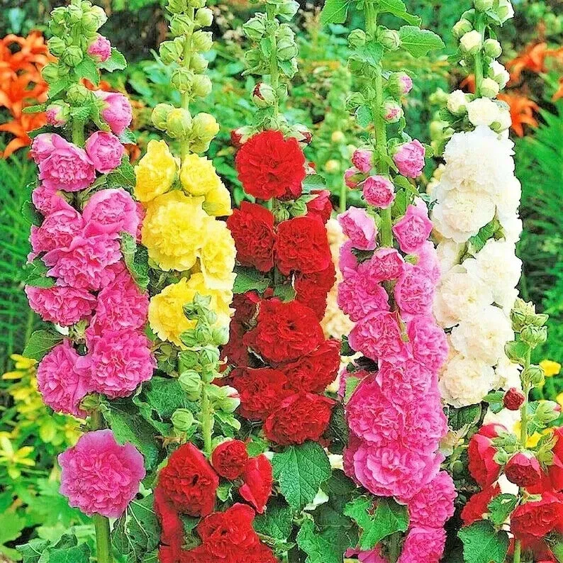 Hollyhock Autumn Mix Seeds - 200+ Flower Seeds for Pollinators - Image 2