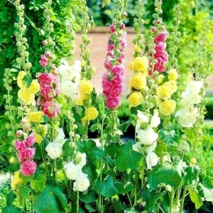 Hollyhock Autumn Mix Seeds - 200+ Flower Seeds for Pollinators - Image 3