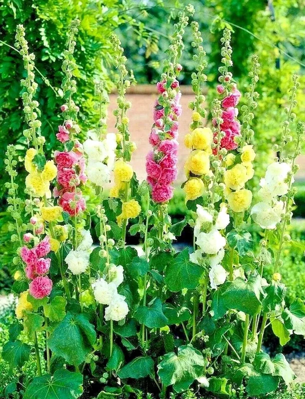 Hollyhock Autumn Mix Seeds - 200+ Flower Seeds for Pollinators - Image 3