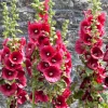 Hollyhock Flower Seeds - 30+ Summer Carnival Mix Perennial - Image 1