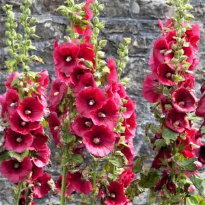 Hollyhock Flower Seeds - 30+ Summer Carnival Mix Perennial - Image 1