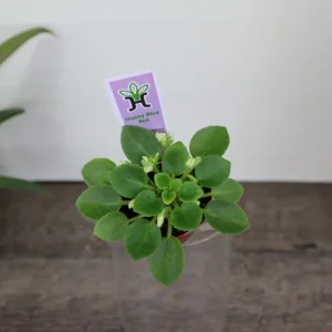 Honey Blue Ace Mini African Violet Live Plant - 2 Inch Pot - Blue/White - Image 1