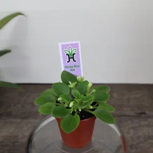 Honey Blue Ace Mini African Violet Live Plant - 2 Inch Pot - Blue/White - Image 2
