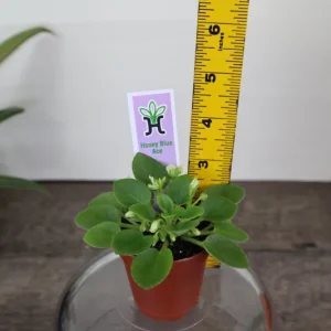 Honey Blue Ace Mini African Violet Live Plant - 2 Inch Pot - Blue/White - Image 3