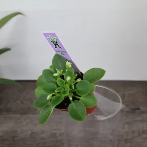 Honey Blue Ace Mini African Violet Live Plant - 2 Inch Pot - Blue/White - Image 4