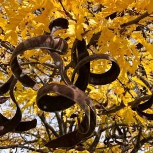 Honey Locust Bare Root Tree Seedling - 2 Pack, 1-2ft Tall, Outdoor - Image 2