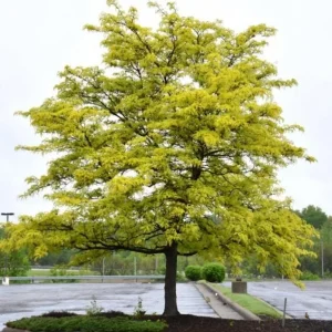 Honey Locust Bare Root Tree Seedling - 2 Pack, 1-2ft Tall, Outdoor - Image 3