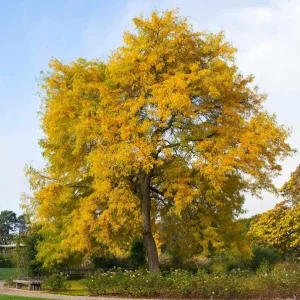 Honey Locust Bare Root Tree Seedling - 2 Pack, 1-2ft Tall, Outdoor - Image 4