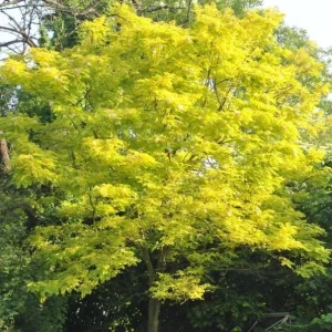 Honey Locust Bare Root Tree Seedling - 2 Pack, 1-2ft Tall, Outdoor - Image 5