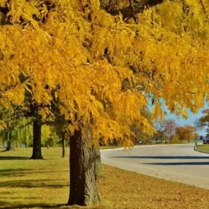 Honey Locust Bare Root Tree Seedling - 2 Pack, 1-2ft Tall, Outdoor - Image 6