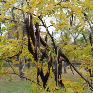 Honey Locust Bare Root Tree Seedling - 2 Pack, 1-2ft Tall, Outdoor - Image 1