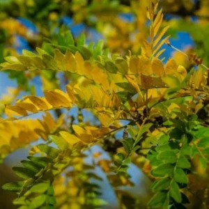 Honey Locust Bare Root Tree Seedling - 2 Pack, 1-2ft Tall, Outdoor - Image 7