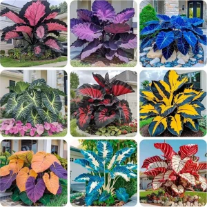 Hosta Seeds - 160+ Perennial Shade Plant Seeds - Non-GMO, Hardy - Image 1