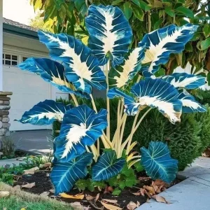 Hosta Seeds - 160+ Perennial Shade Plant Seeds - Non-GMO, Hardy - Image 6