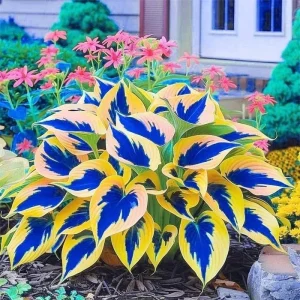 Hosta Seeds - Perennial Outdoor Shade Garden Plant - 120+ Seeds - Ornamental - Image 2