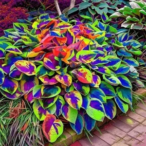Hosta Seeds - Perennial Outdoor Shade Garden Plant - 120+ Seeds - Ornamental - Image 4