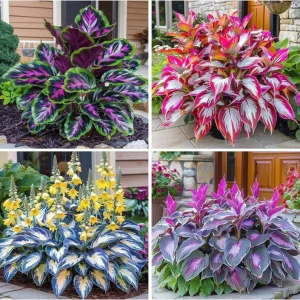 Hosta Seeds - Perennial Outdoor Shade Garden Plant - 120+ Seeds - Ornamental - Image 1