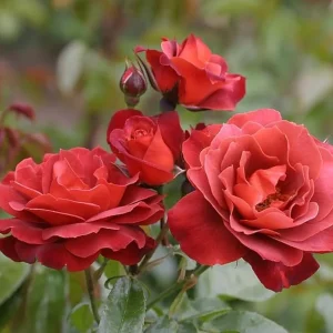 Hot Cocoa Rose Live Plant - Floribunda Bush, 4-6 Inch, Fragrant Outdoor - Image 2