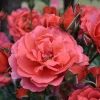 Hot Cocoa Rose Live Plant - Floribunda Bush, 4-6 Inch, Fragrant Outdoor - Image 1