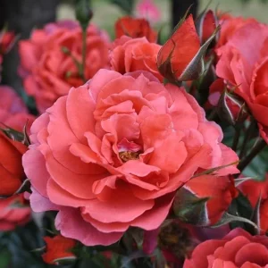Hot Cocoa Rose Live Plant - Floribunda Bush, 4-6 Inch, Fragrant Outdoor - Image 1