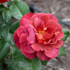 Hot Cocoa Rose Live Plant - Floribunda Bush, 4-6 Inch, Fragrant Outdoor - Image 3