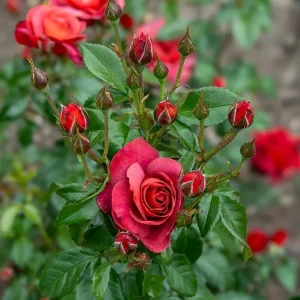 Hot Cocoa Rose Live Plant - Floribunda Bush, 4-6 Inch, Fragrant Outdoor - Image 4