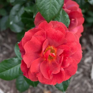 Hot Cocoa Rose Live Plant - Floribunda Bush, 4-6 Inch, Fragrant Outdoor - Image 5