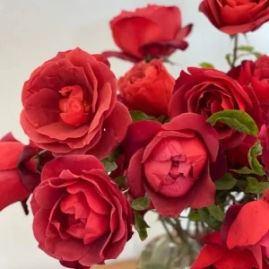 Hot Cocoa Rose Live Plant - Floribunda Bush, 4-6 Inch, Fragrant Outdoor - Image 6