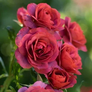 Hot Cocoa Rose Live Plant - Floribunda Bush, 4-6 Inch, Fragrant Outdoor - Image 7