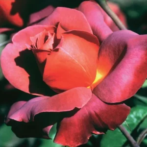 Hot Cocoa Rose Plant - Orange Floribunda Live Rose Bush, 4-8 Inch Tall, Outdoor - Image 2