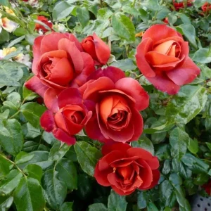 Hot Cocoa Rose Plant - Orange Floribunda Live Rose Bush, 4-8 Inch Tall, Outdoor - Image 3