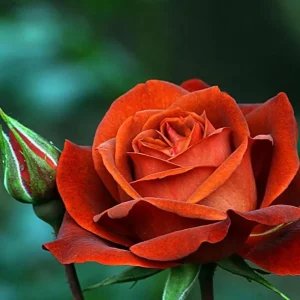 Hot Cocoa Rose Plant - Orange Floribunda Live Rose Bush, 4-8 Inch Tall, Outdoor - Image 4