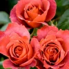 Hot Cocoa Rose Plant - Orange Floribunda Live Rose Bush, 4-8 Inch Tall, Outdoor - Image 1