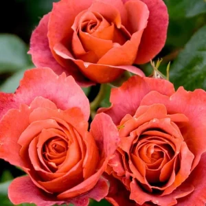 Hot Cocoa Rose Plant - Orange Floribunda Live Rose Bush, 4-8 Inch Tall, Outdoor - Image 1