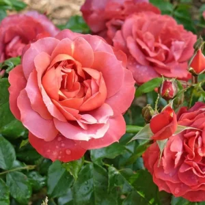 Hot Cocoa Rose Plant - Orange Floribunda Live Rose Bush, 4-8 Inch Tall, Outdoor - Image 5