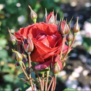 Hot Cocoa Rose Plant - Orange Floribunda Live Rose Bush, 4-8 Inch Tall, Outdoor - Image 6