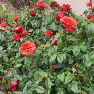 Hot Cocoa Rose Plant - Orange Floribunda Live Rose Bush, 4-8 Inch Tall, Outdoor - Image 7