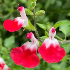 Hot Lips Salvia Live Plant – Red White Perennial Flower – 4 Inch Pot – Outdoor - Image 1