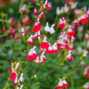 Hot Lips Salvia Live Plant – Red White Perennial Flower – 4 Inch Pot – Outdoor - Image 2