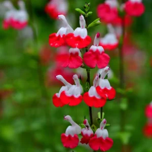 Hot Lips Salvia Live Plant – Red White Perennial Flower – 4 Inch Pot – Outdoor - Image 3