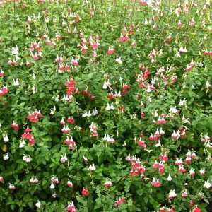 Hot Lips Salvia Live Plant – Red White Perennial Flower – 4 Inch Pot – Outdoor - Image 4