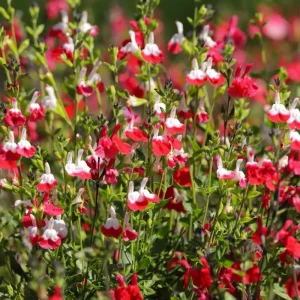 Hot Lips Salvia Live Plant – Red White Perennial Flower – 4 Inch Pot – Outdoor - Image 5