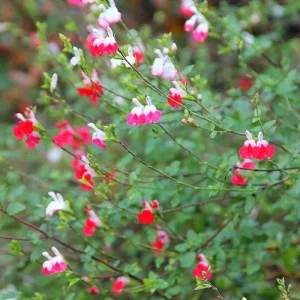 Hot Lips Salvia Live Plant – Red White Perennial Flower – 4 Inch Pot – Outdoor - Image 6